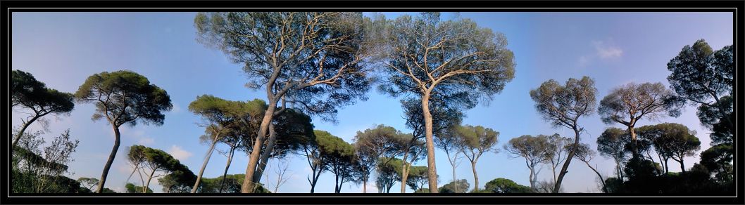 I parrocchetti di Castelfusano (Roma)